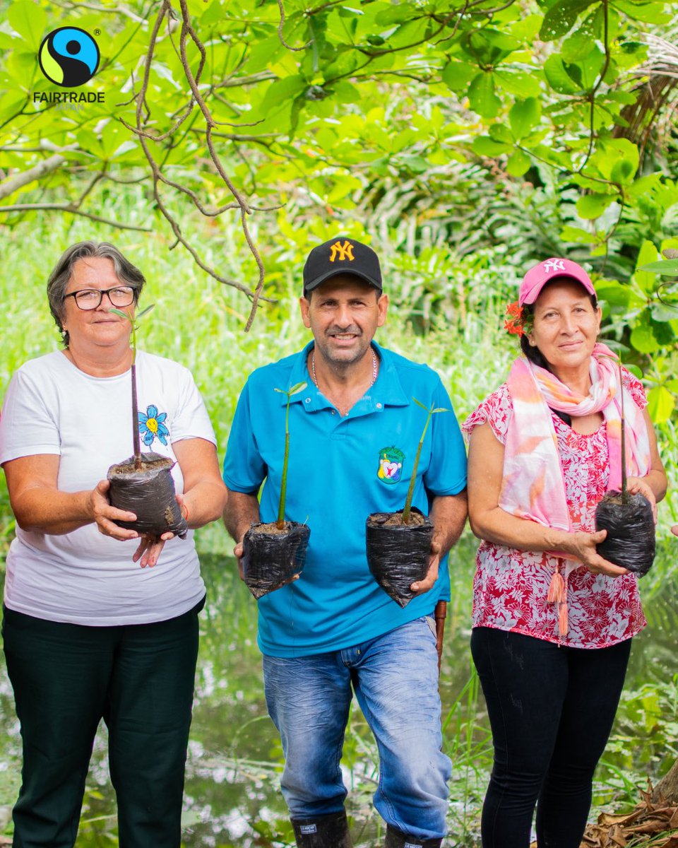 fljp's tweet image. 小規模農家や農園労働者は、
グローバルな貿易の中で、最も不利な立場に置かれがちです。
国際フェアトレード認証は、
農家と労働者をすべての活動の中心に据えています🧑🏼‍🌾✨

数ある認証制度の中でも、
農家・労働者が組織運営に「平等な代表権」を持つのは #フェアトレード だけ⚖️✨…