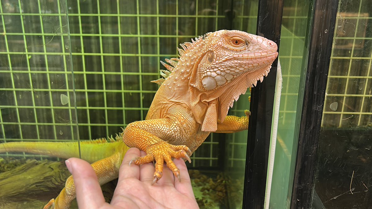 おはようございます☀️ Kenny東京店OPEN✊ ̖́- 🦎11:00-20:00 #ボール