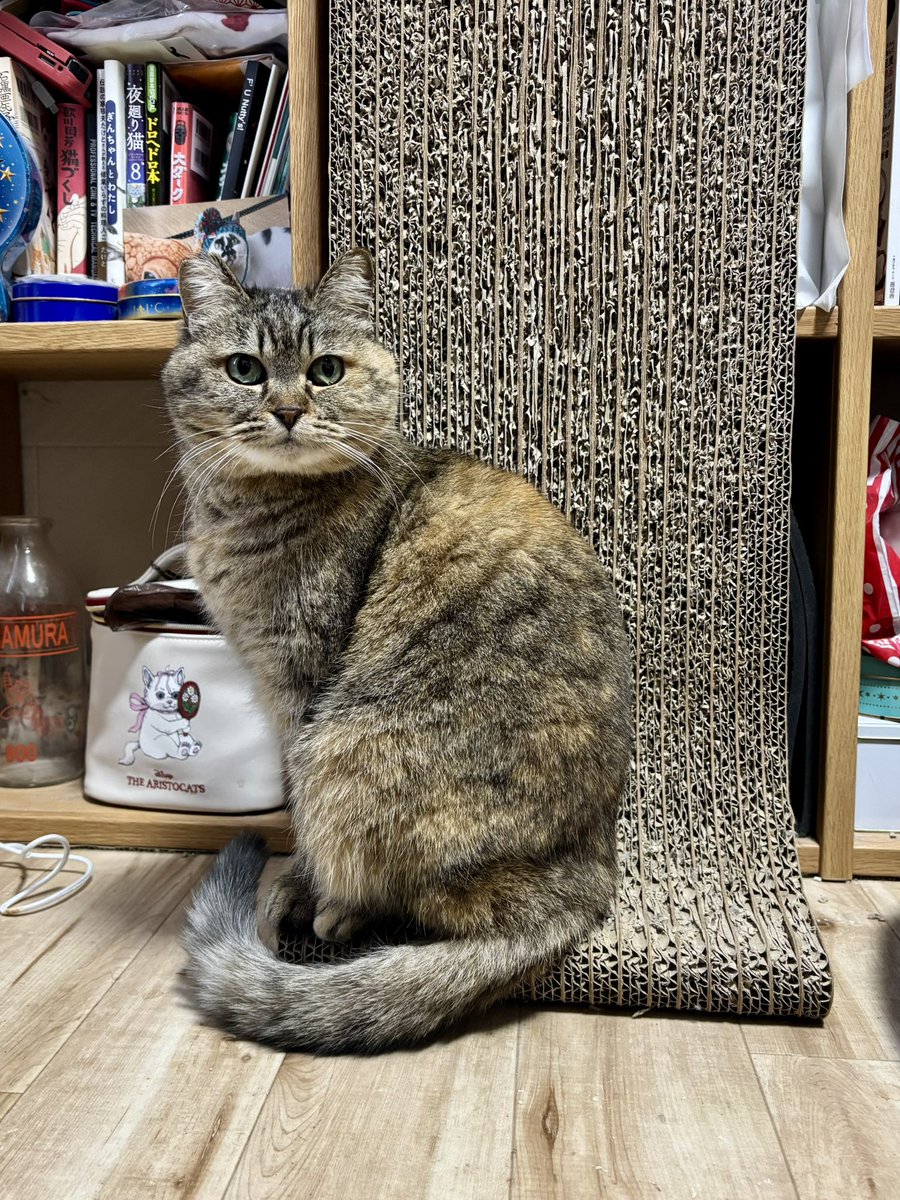 熱海 Muddy Cat tweet media