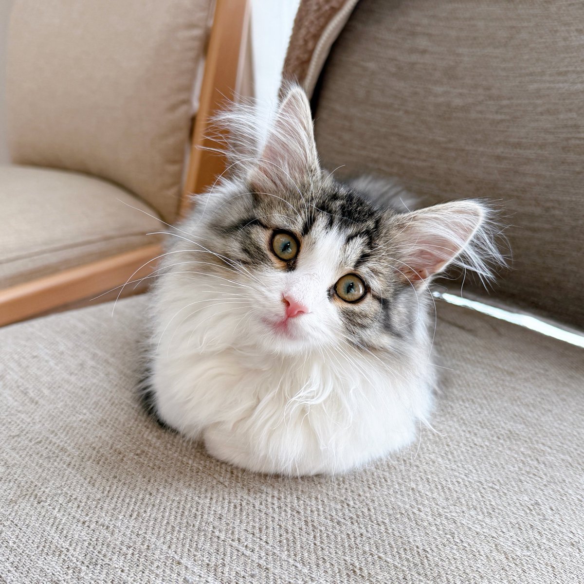 nekozo_cat's tweet photo. はじめてのおててないない撮れました https://t.co/mc8OQc5iMr