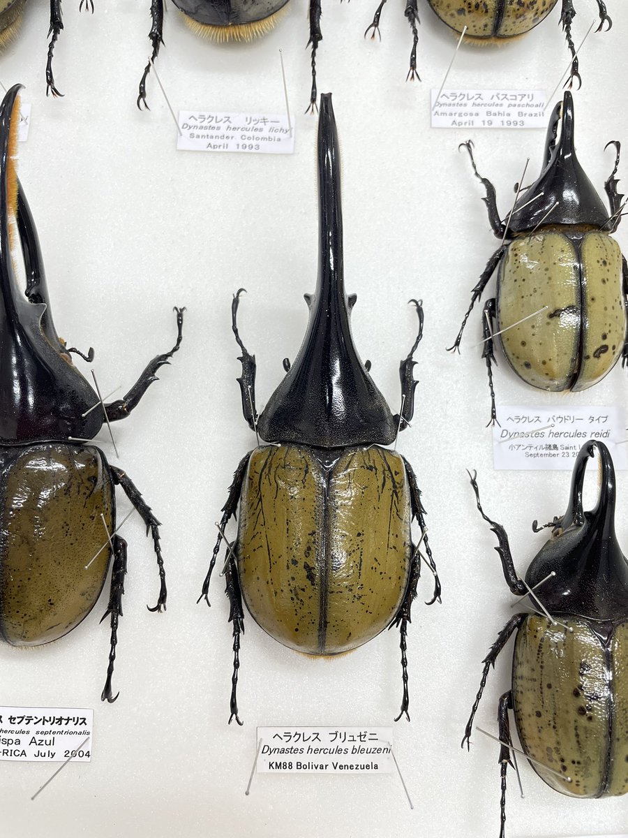 今日の逸品！ DHブリュゼニ ベネズエラ産 (Dynastes hercules bleuzeni