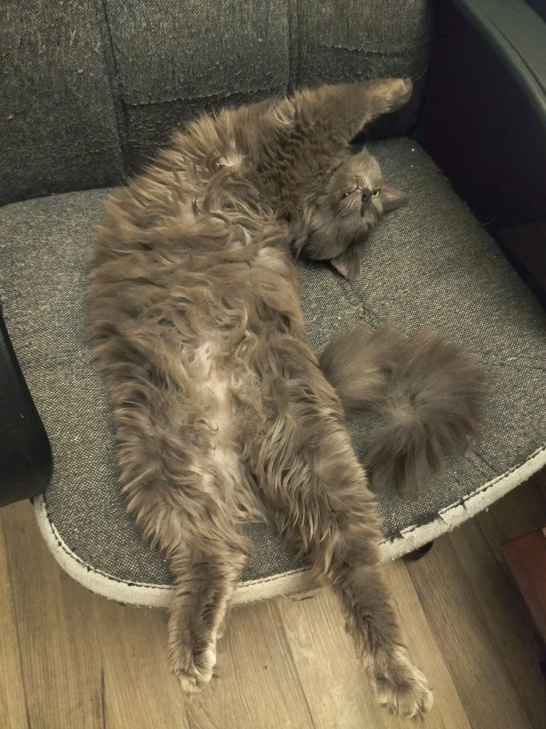 Meri__T's tweet image. Смешнявых котиков вам