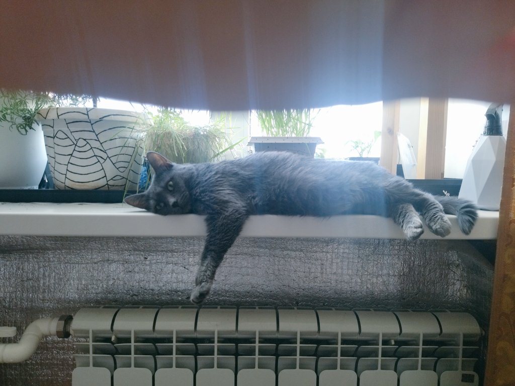 Meri__T's tweet image. Смешнявых котиков вам