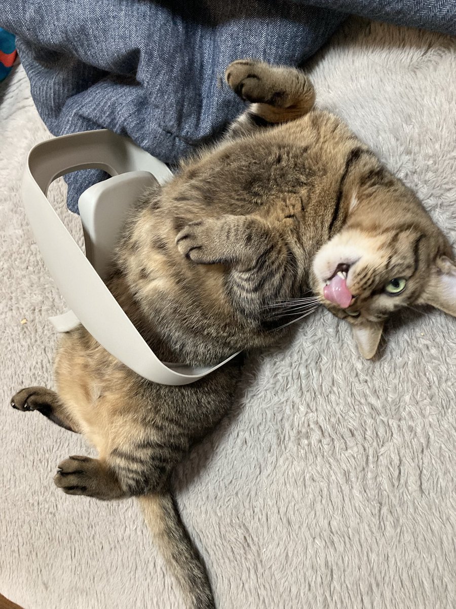 ムッキー (@mucky44) / Posts / X