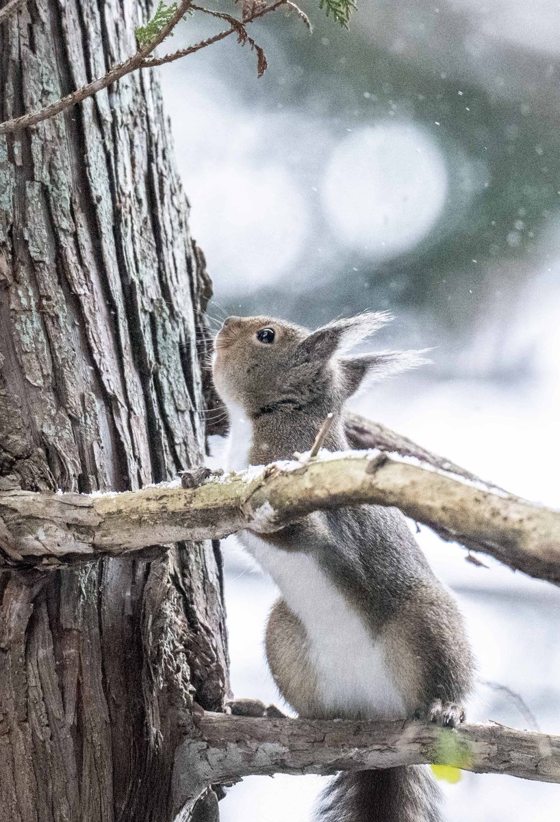 帰ろう
ちょっと早いようですが、お帰りのようです。寒いしね
＃ニホンリス　＃寒いし