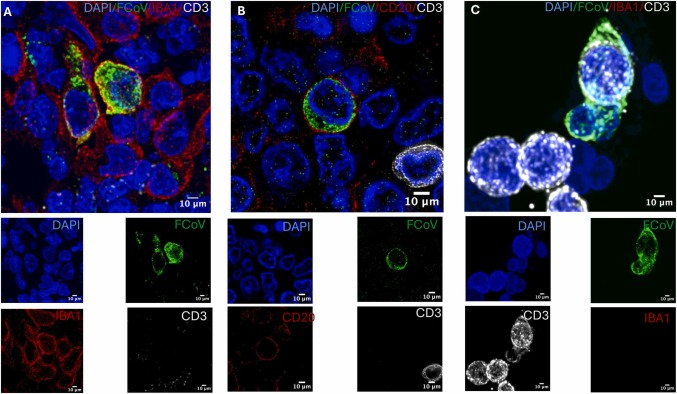 🐱✴️EL CORONAVIRUS FELINO✴️🐱
Nos acerca a la comprensión del Sars2/Covid19.
Infecta, se replica y persiste en las células inmunitarias.
🧵1⃣🇺🇸Artículo de 12 investigadores de la Univ de California
sciencedirect.com/science/articl…