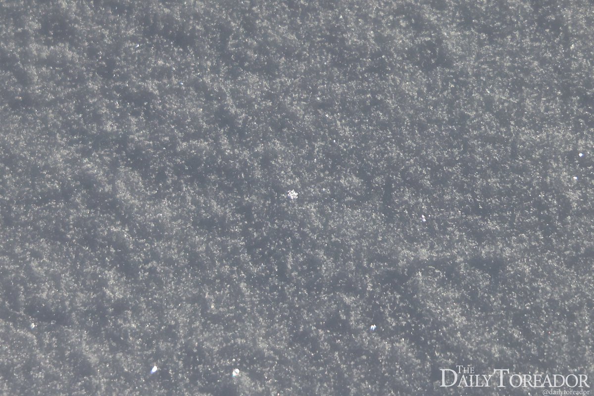 The Daily Toreador tweet media