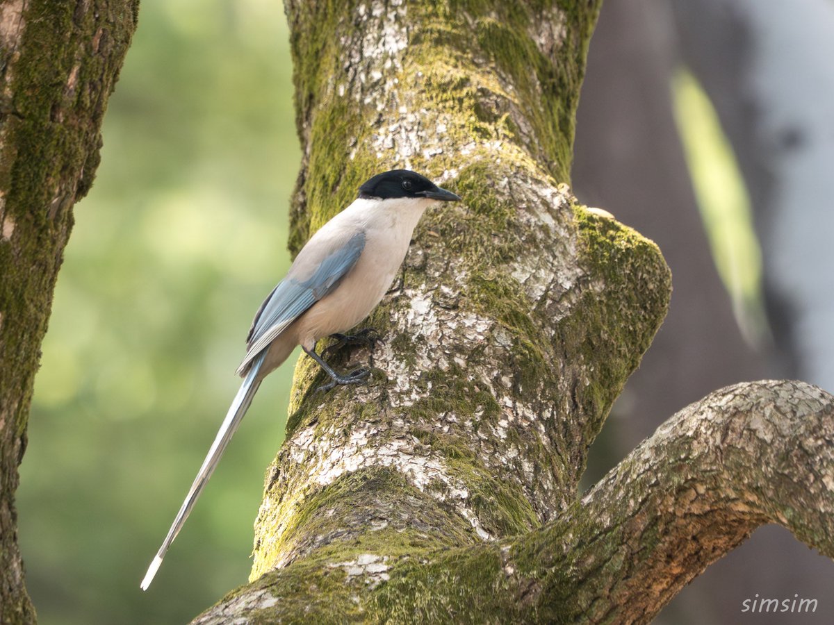 hi!おはよう！Mon.(月).jp
尾長鳥(Cyanopica cyanus)が散歩に付いて来た。オナガを見ると、恋愛が成就するという言い伝えがあるね。その姿を見ると「好きな人と一緒になれる」「出会いの機会が増える」といったスピリチュアルメッセージを意味するらしい。
have a nice day!良い一日を！
