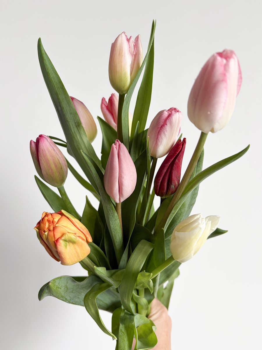 チューリップ様•*¨*•.¸♬︎ maxresdefault.jpg