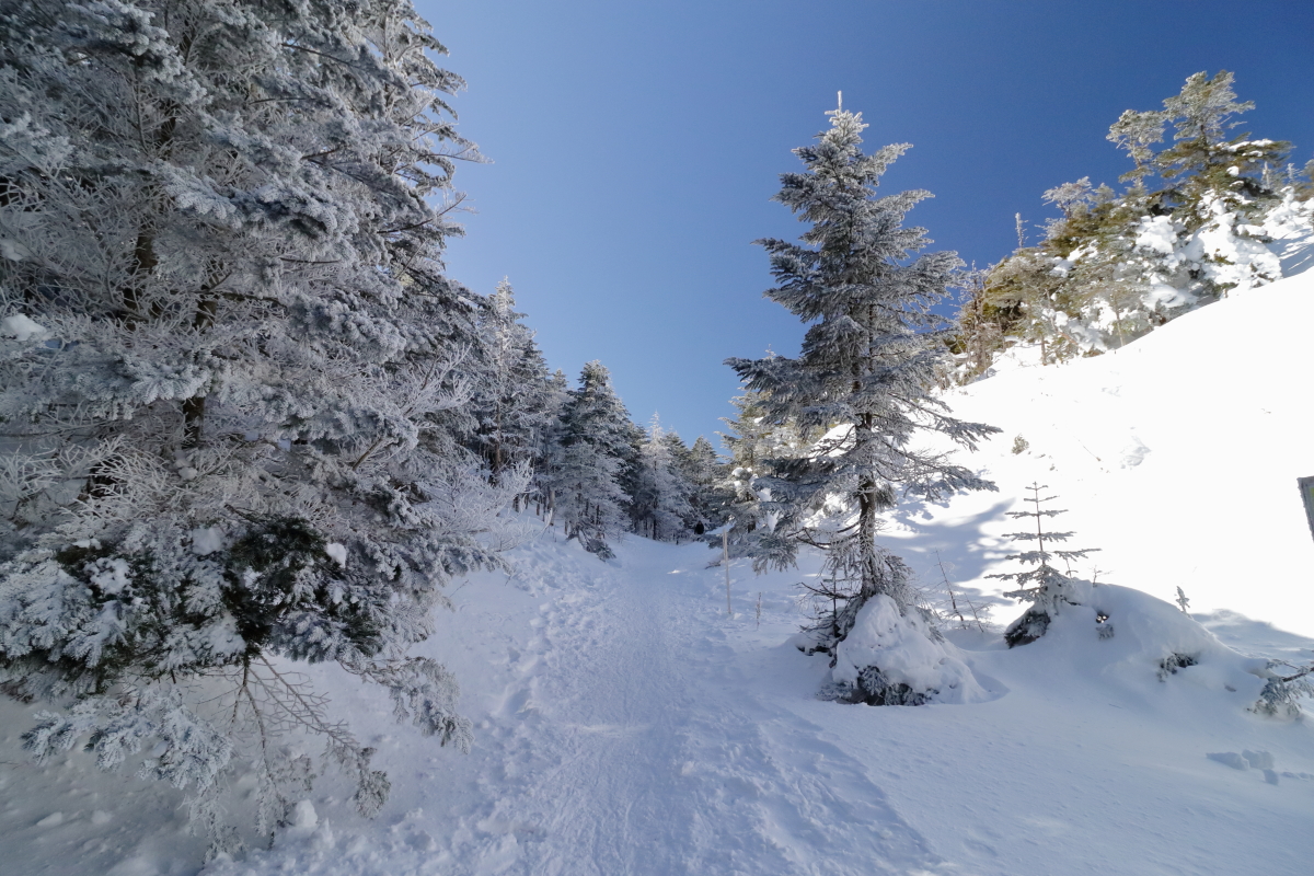 MSM_810's tweet photo. 最強寒波襲来の先日、ひさしぶりに雪山散歩へ。
紺碧と呼ぶに相応しい濃い青空と白銀の雪原。
この世で一番好きな色のコントラスト。
ペットボトルのコーヒーがシャーベットになるほどの寒さも、この景色を見るためならどうということはない。 https://t.co/Qyv7fu0JpU