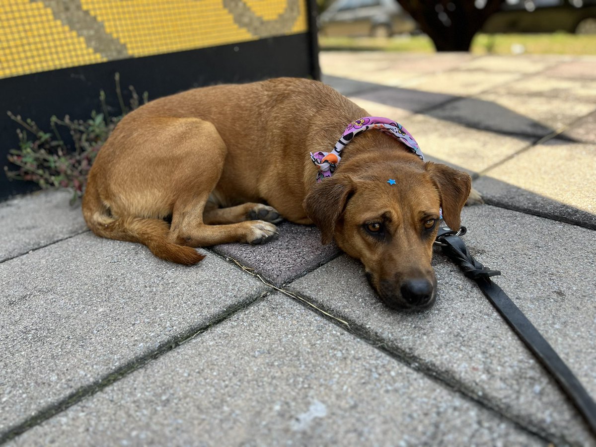 HELA_MORE's tweet image. Estoy muy triste porque nadie me quiere adoptar.💔

Soy Dorita,y llevo meses intentando conseguir una familia.
Estoy en CDMX.