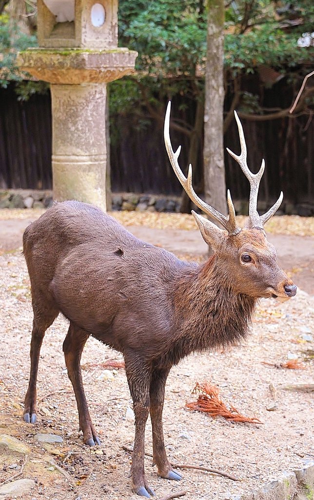 RT @707Fire: 真冬の奈良公園では殆どのオス鹿の角が切られています