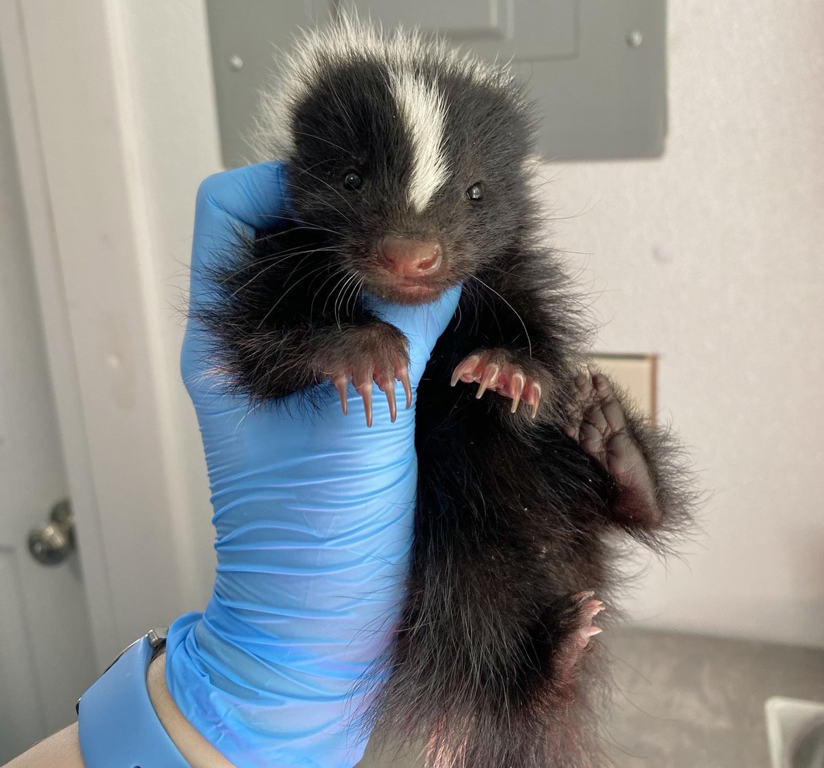 Avante Garde tweet media