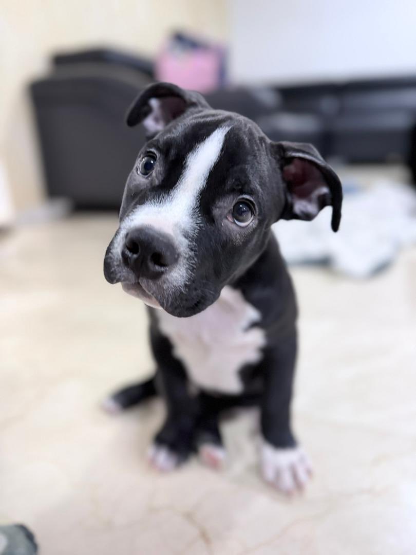 ayudemosapluto tweet media