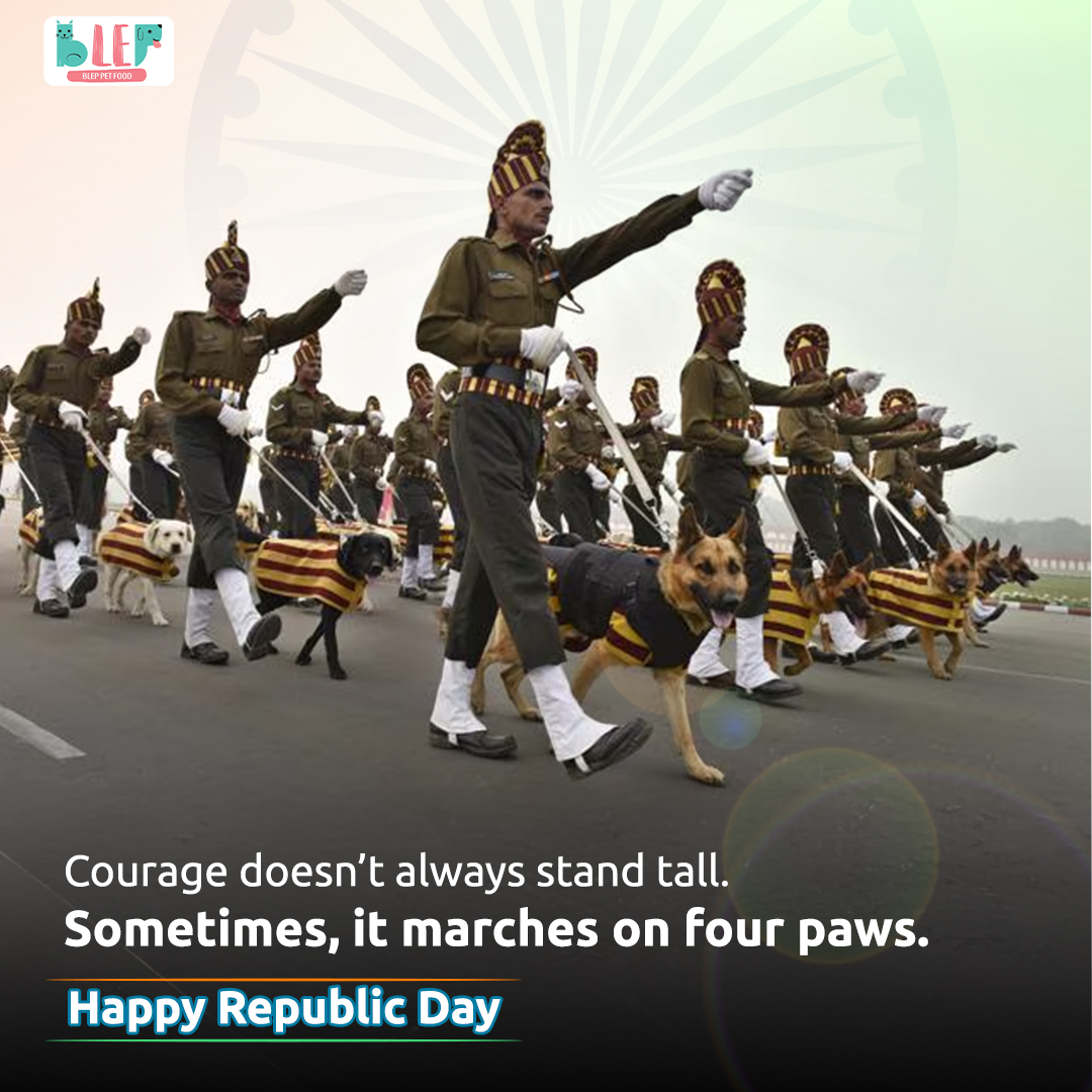 BlepPetcare's tweet image. To the paws that serve the nation with loyalty, love, and unwavering dedication.

Happy Republic Day!

#RepublicDayIndia #ArmyDogs #k9dogs