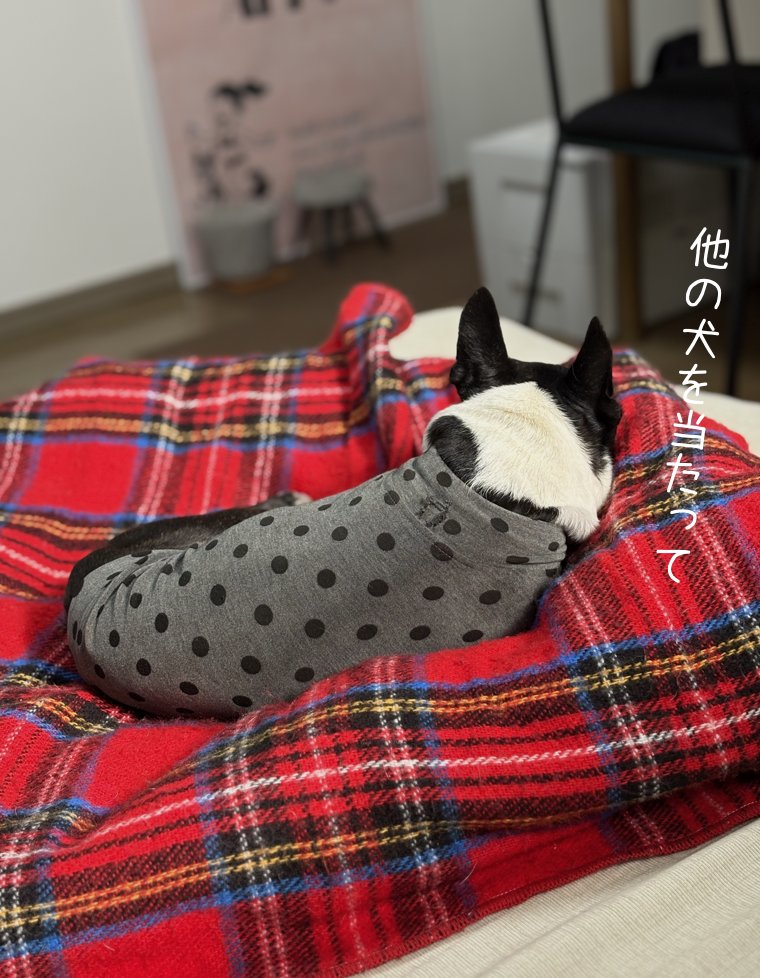bosterri_anne's tweet photo. 電気毛布から離れないねー
いっしょに庭を駆け回ろうよー https://t.co/aljn69SDLf