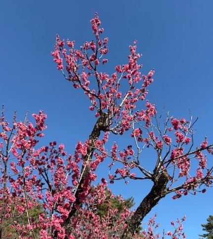 nippa_h's tweet photo. 横浜北部地域の県立学校（高校・特別支援学校）生徒のアートの発表「大倉山記念館フェスタ」。ホールでの「高校生ミュージック」は立ち見が出るほどの盛況でした。ちょうど大倉山の梅林も、文化部の生徒たちを応援しているかのような花見頃でした。 https://t.co/6InvwbZf8b