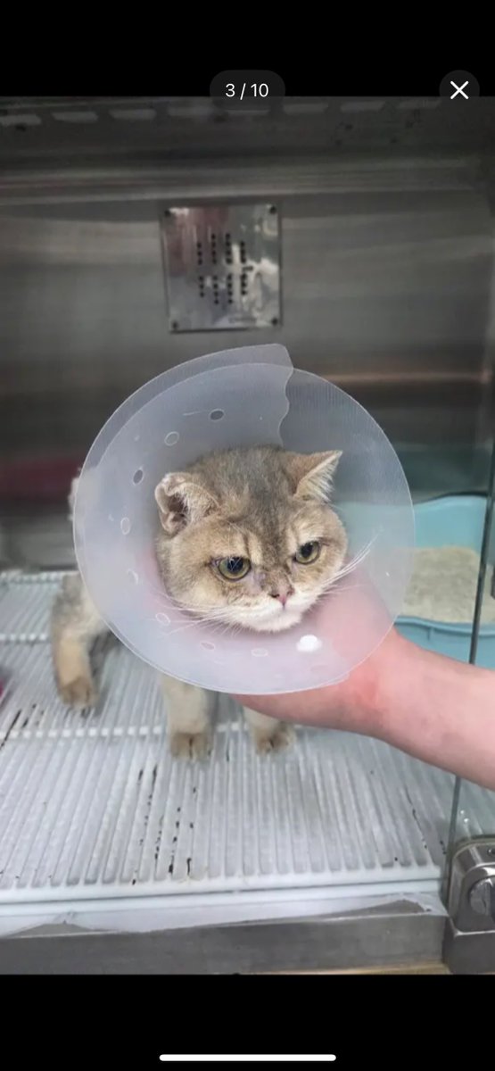 성학대 고양이 추가근황

3일전에 부산기장경찰서에 고발한 상태고 치료에는 시간이 많이 걸릴거 같다네요ㅠ

한국에도 동물에대한 성폭력 법안이 생길수 있게 서명 부탁드립니다

petitions.assembly.go.kr/proceed/onGoin…