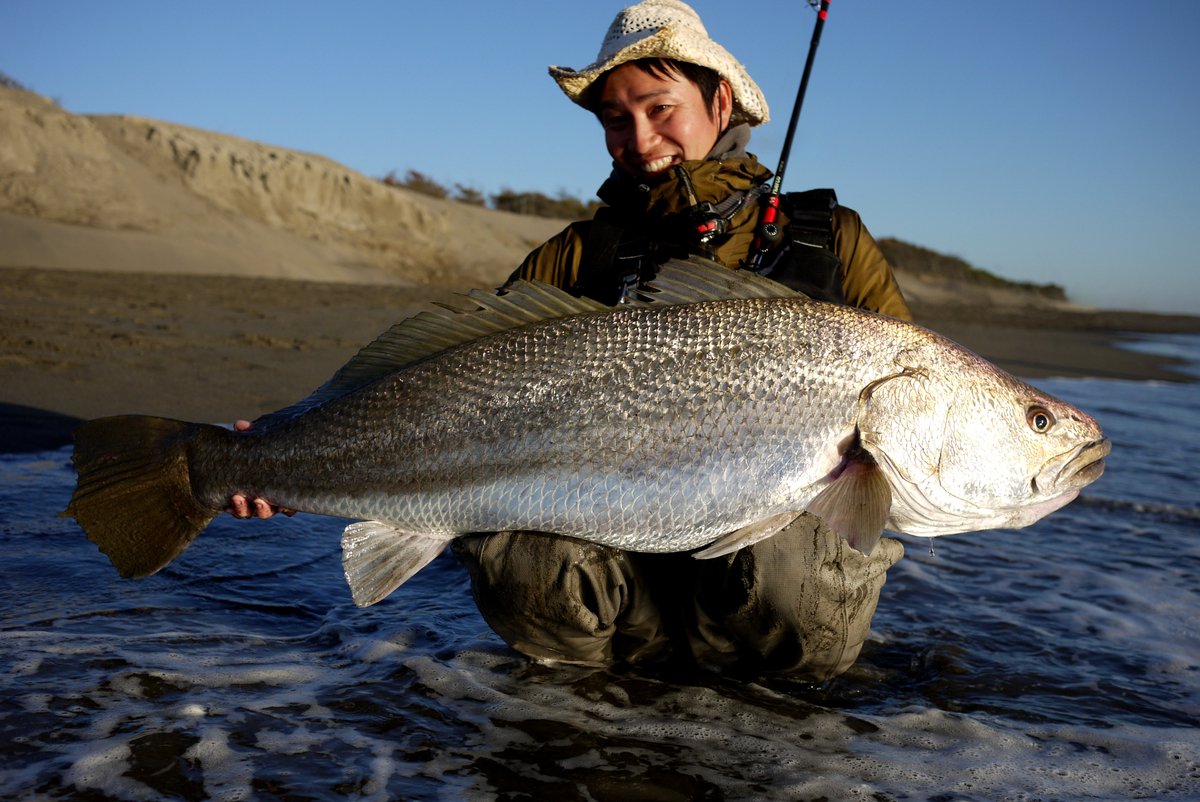 pescatore_nkns's tweet photo. 2026年、初釣りは宮崎サーフにて。幼少の頃からの憧れの魚、オオニベに出逢うことができました。強烈なファーストランからの重量級ファイトに710Rがガチ曲がり！！友人のスーパーガイド&amp;サポートがあったからこそ出逢えたイッピキでした🙏
本当にありがとうございました😊😊
#xt710r_5c #huercojp https://t.co/JNriTilwYW