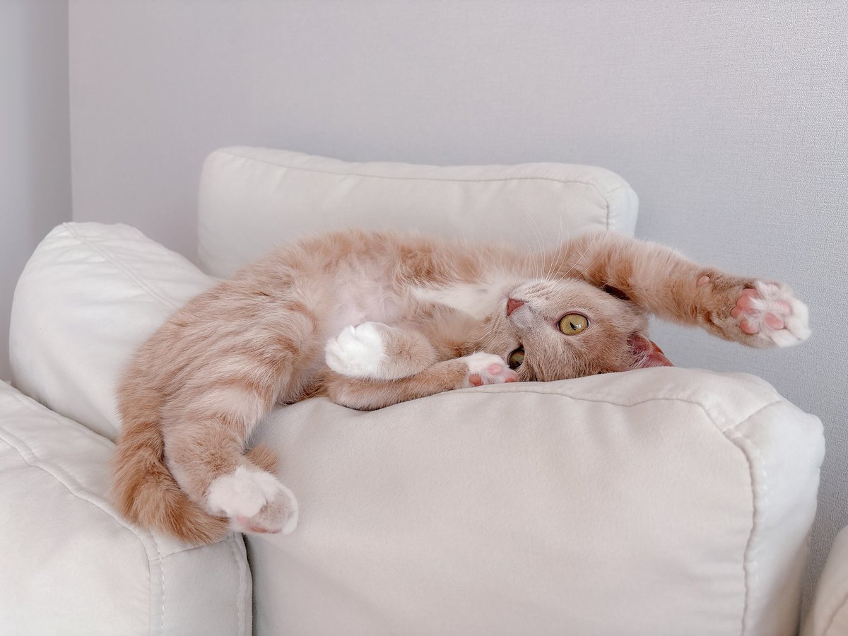 return_second's tweet image. 뒤에서 냥냥거리길래 돌아봤더니 이러고 있어 
포즈 어떠냐고 물어보고 싶었나봨ㅋㅋㅋㅋ