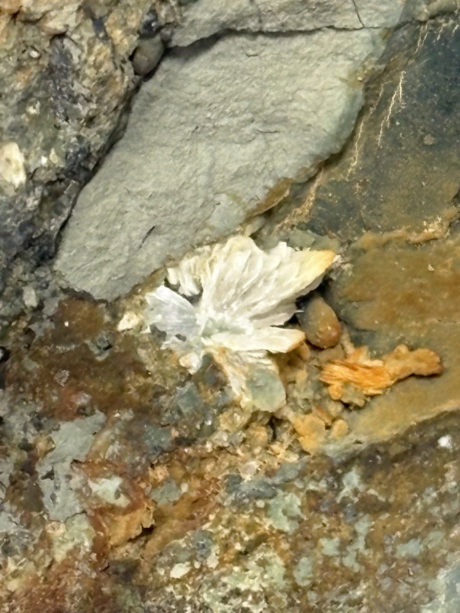 東松山市化石と自然の体験館【公式】 (@kasekitoshizen) / Posts / X