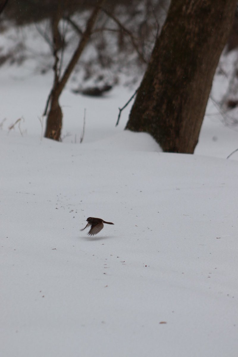 Scenes from D.C. <a href="/RockCreekNPS/">Rock Creek Park</a> today along Beach Drive and Shoreham Drive sledding☃️❄️