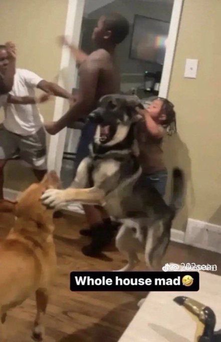 comicalgal's tweet image. whole house mad