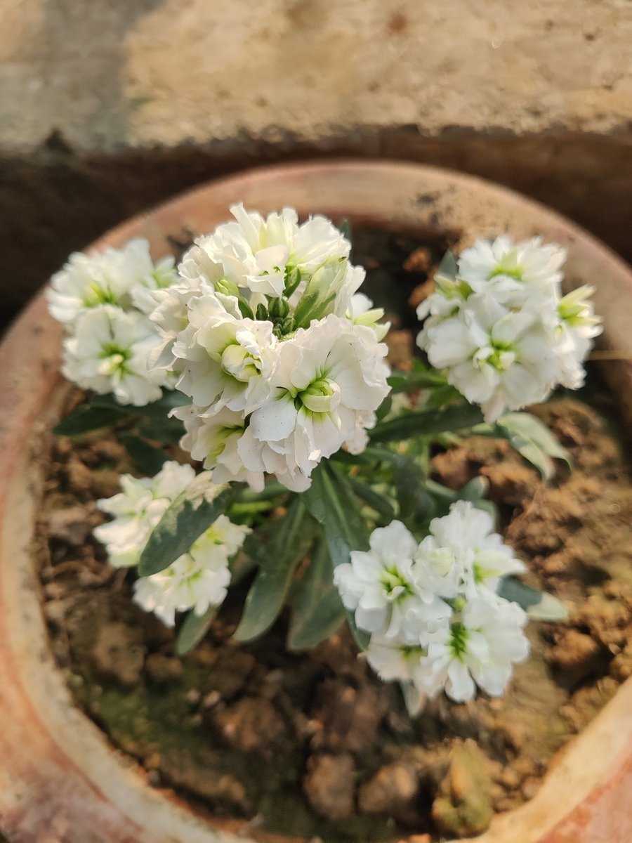 Good morning friends 🌹🙏 
Flowers #gardening #nature