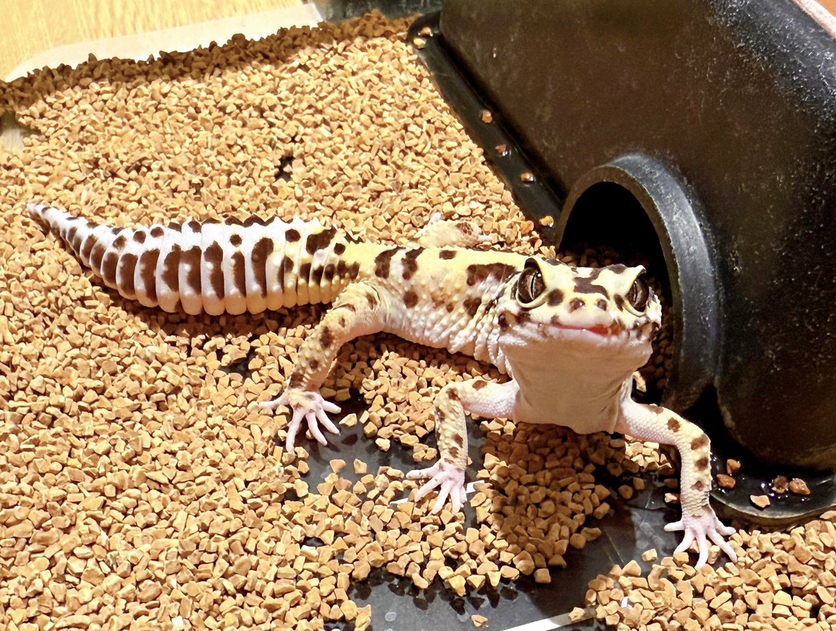 HARRY30266433's tweet image. カメラ目線でドヤ顔😤

おはようございます☀
本日も12時よりオープンいたしました🐾
ご予約なしでもご案内可能です！
お気軽にお立ち寄りください🍀

📞 045-225-8815

#ヒョウモントカゲモドキ #leopardgecko #動物カフェ #animalcafe #横浜中華街