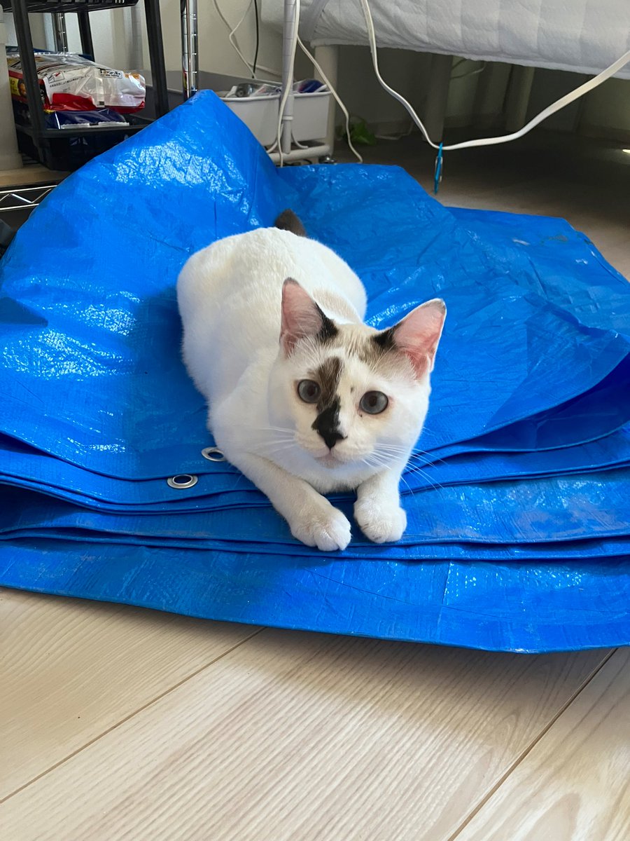 ブルーシートがお気に入り。

君変わってるねぇ。