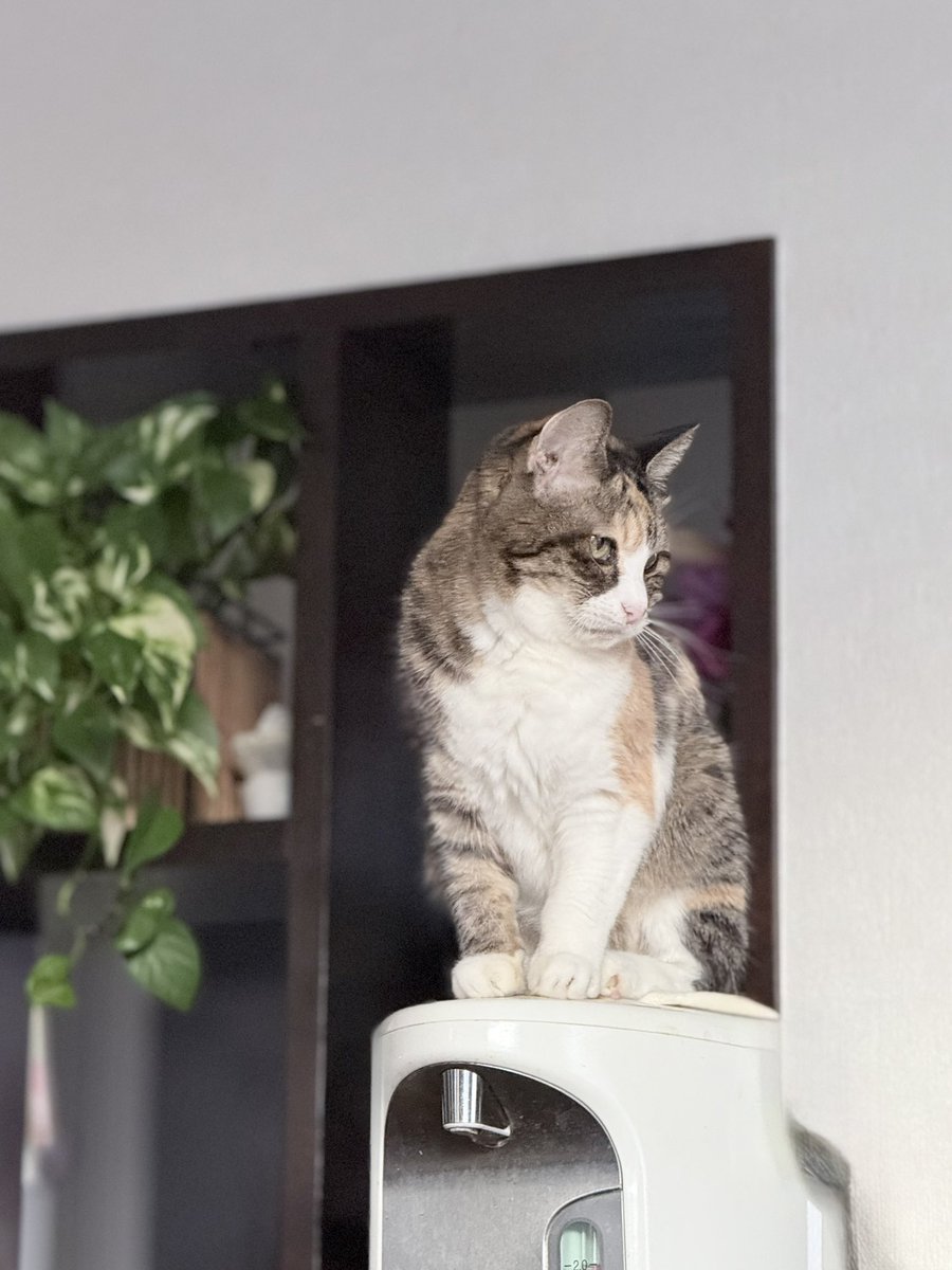 こんにちは(⑉• •⑉)
ピノちゃんはポットを乗りこなしてます。
部屋は25°cあるけど！

19歳は寒いんだね
がんばろーピノちゃん♡