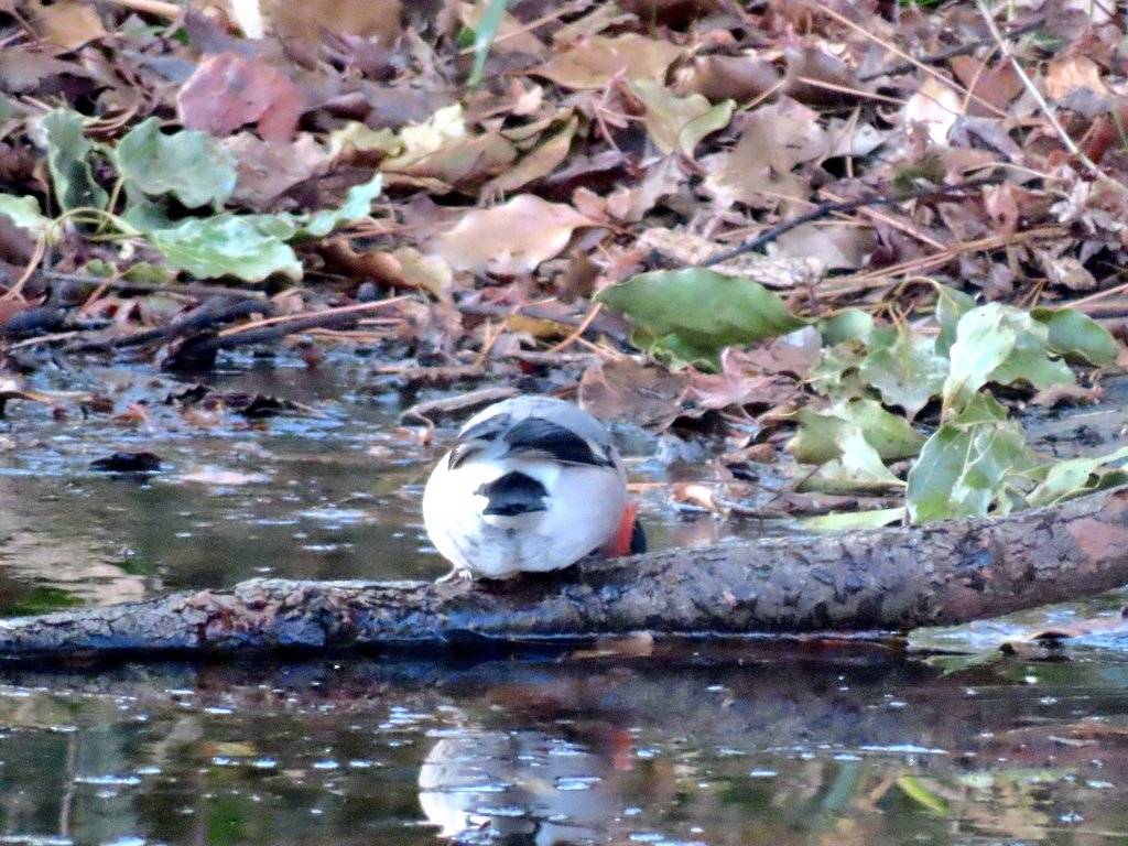 ちり。
ちり好きに贈る😂😂😂
#ウソ #野鳥