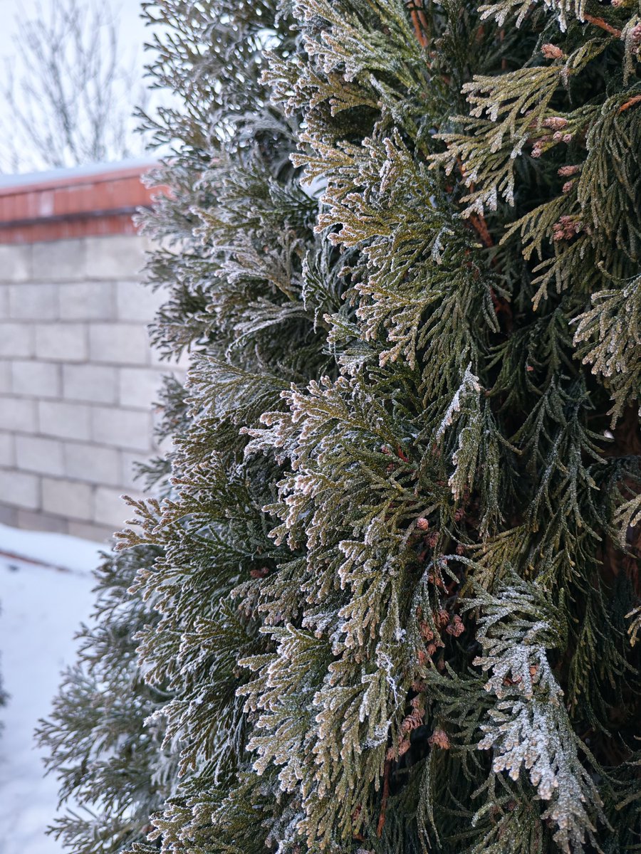 InnaEdgn's tweet image. Утро ❄☃️