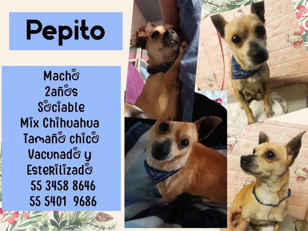 Bellota y Pepito 💛
Adopción CDMX 
Están en busca de una linda familia, adopción doble pues son compañeros.
Contacto y más info en sus cartelitos.
#Comparte