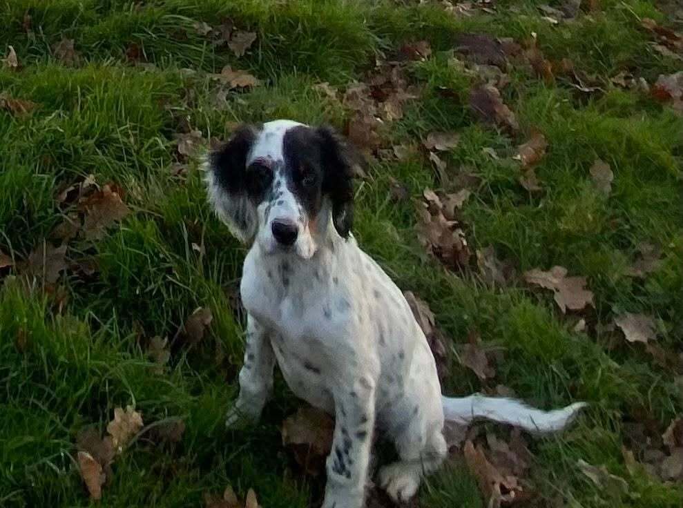 🟠 🐶 Chien perdu le 24/01/2026 à Saint-Just (35550).
Race : Setter Anglais / Âge : 4 mois
Appy / Femelle / Identifié(e) : Oui

☎️ 0699937798
📧 chloe.cousin@yahoo.fr

#chienperdu #chientrouve #chien #perdu #trouve