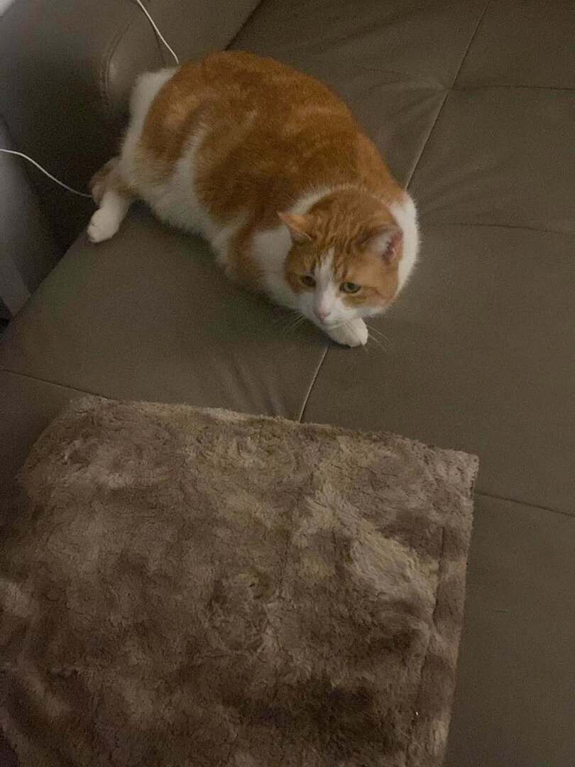 🟠 🐱 Chat perdu le 23/01/2026 à Civry-La-Forêt (78910).
Race : Européen / Âge : 6 an(s)
Boubou / Mâle / Identifié(e) : Non

☎️ 0636305656
📧 emmaaavaz@gmail.com

#chatperdu #chattrouve #chat #perdu #trouve