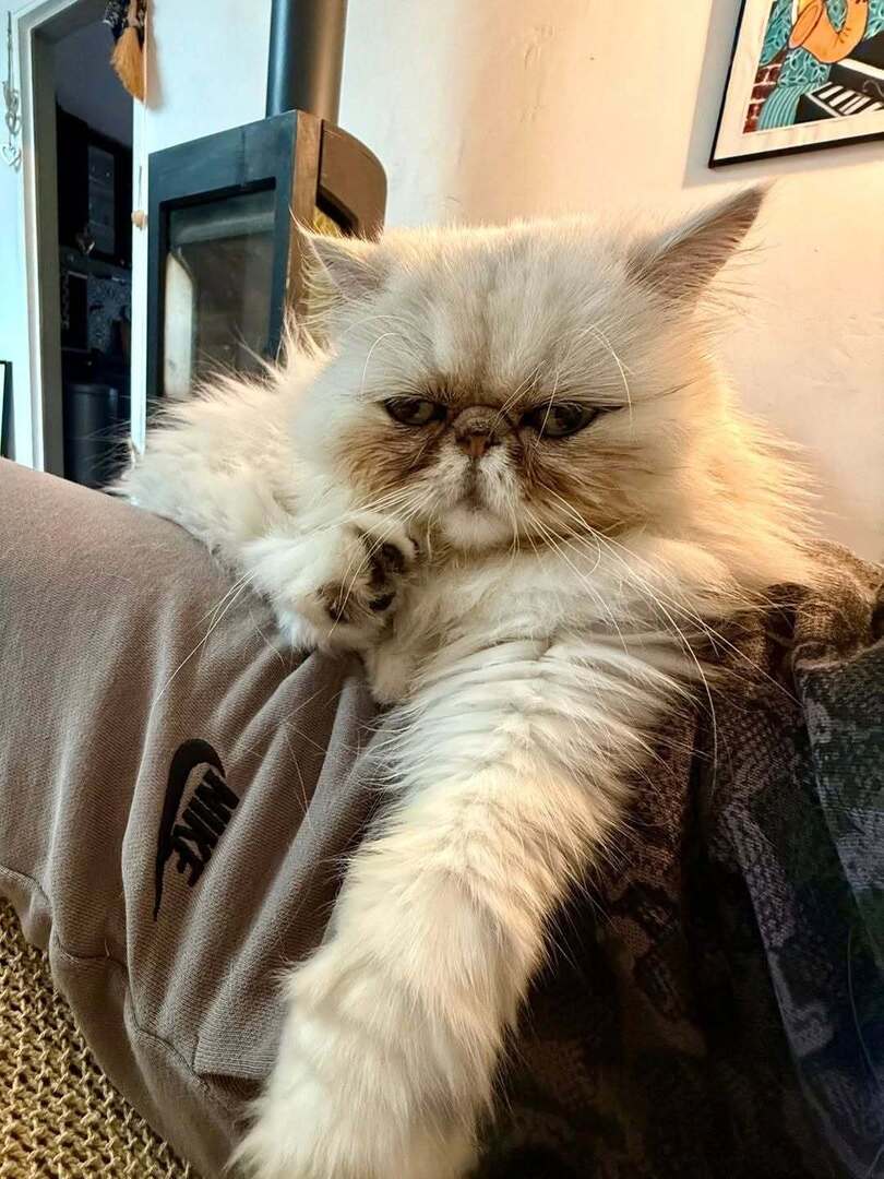 🟠 🐱 Chat perdu le 22/01/2026 à Saleilles (66280).
Race : Persan / Âge : 4 an(s)
Seraphin / Mâle / Identifié(e) : Oui

☎️ 0623370955
📧 emmalns@hotmail.fr

#chatperdu #chattrouve #chat #perdu #trouve