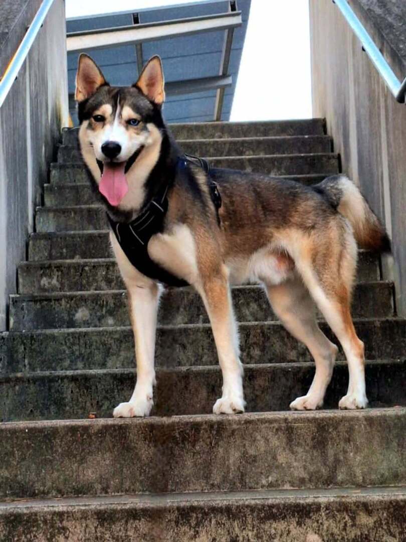 🟠 🐶 Chien perdu le 08/01/2026 à Orthez (64300).
Race : Husky Sibérien / Âge : 3 an(s)
Orion / Mâle / Identifié(e) : Non

☎️ 0769609885
📧 alxlea64@gmail.com

#chienperdu #chientrouve #chien #perdu #trouve