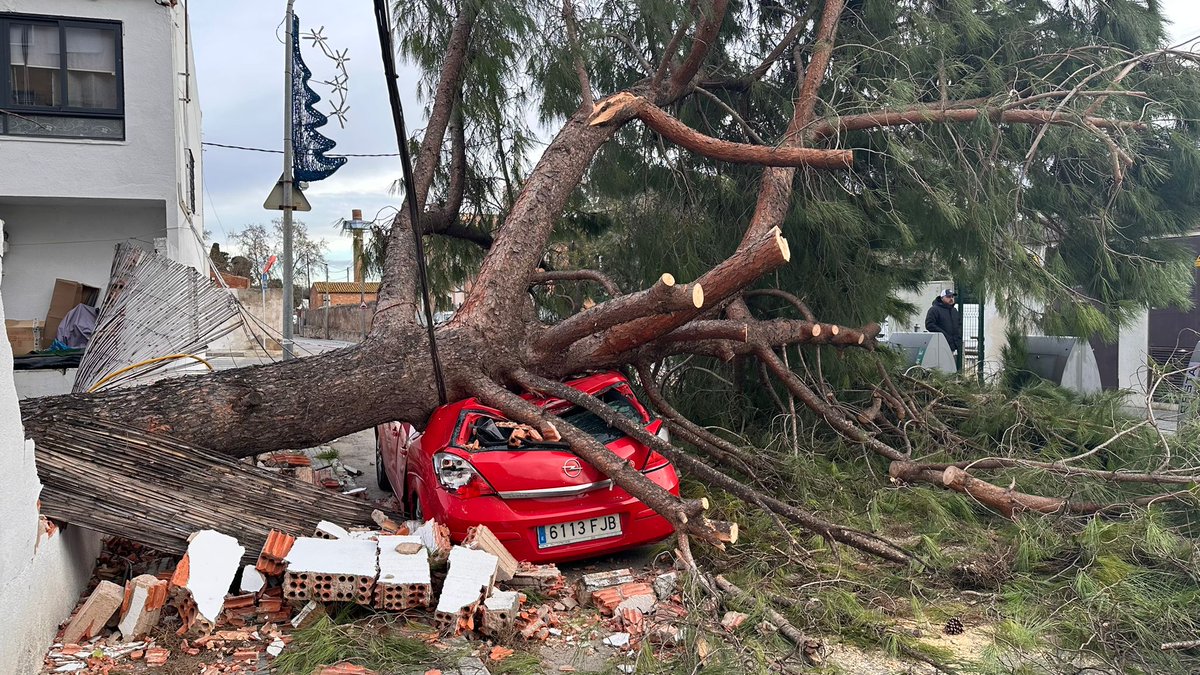 El Morell, Tarragonès. Pi blanc + terreny estovat per pluges + fort vent=possibles caigudes dels arbres. <a href="/3CatInfoelTemps/">3CatInfo El temps</a> <a href="/meteocat/">Meteocat</a> <a href="/emergenciescat/">Protecció civil</a>