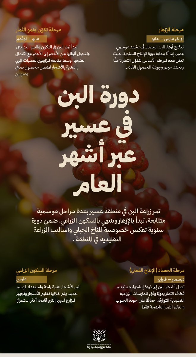 من ديسمبر إلى فبراير موسم إنتاج البن السعودي في #عسير
#رجال_المع