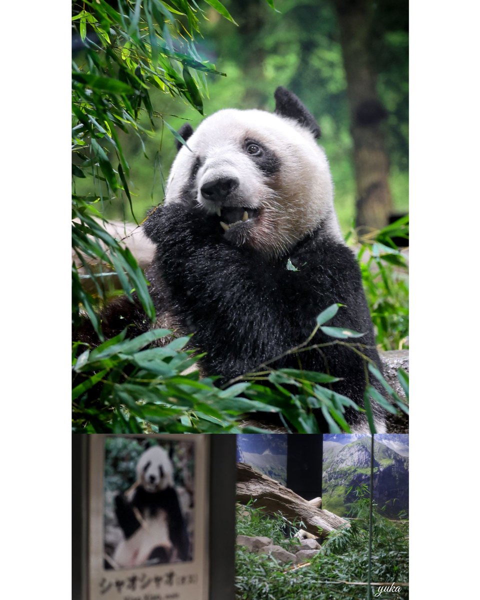 蕾蕾💖＆暁暁💖 2026年1月25日最終観覧日 レイちゃん🐼🧡お食事中 16時