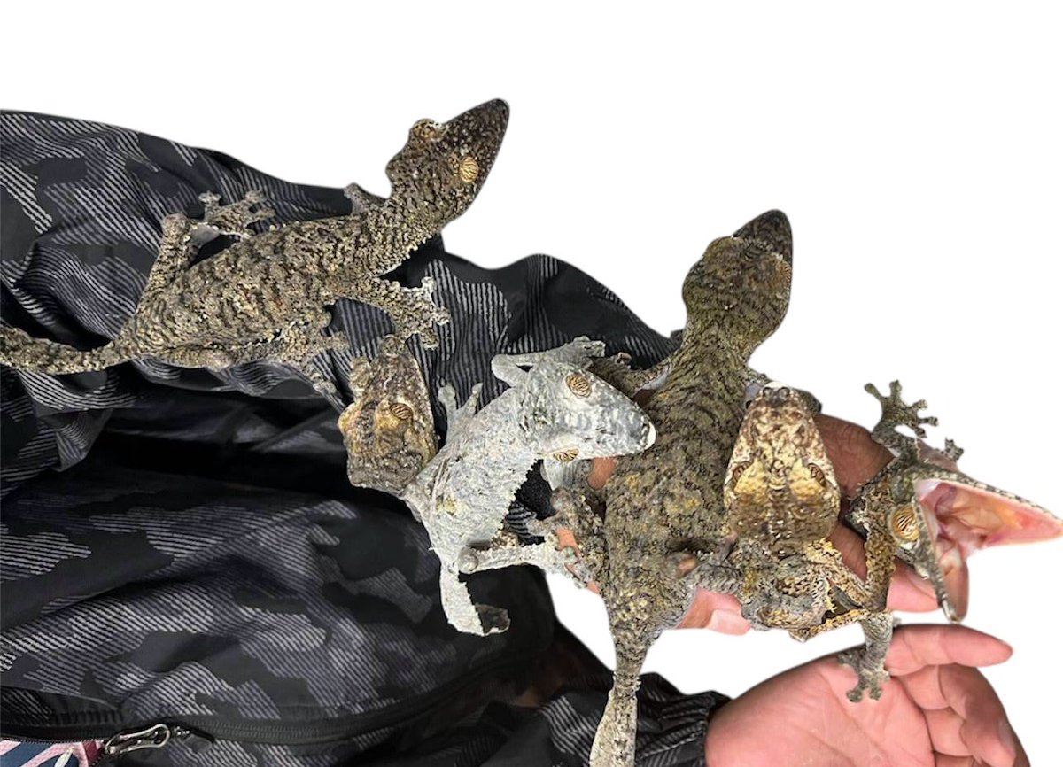 kennyibaraki's tweet image. 木の葉がうじゃうじゃ
もっとうじゃうじゃうじゃうじゃ

#waf