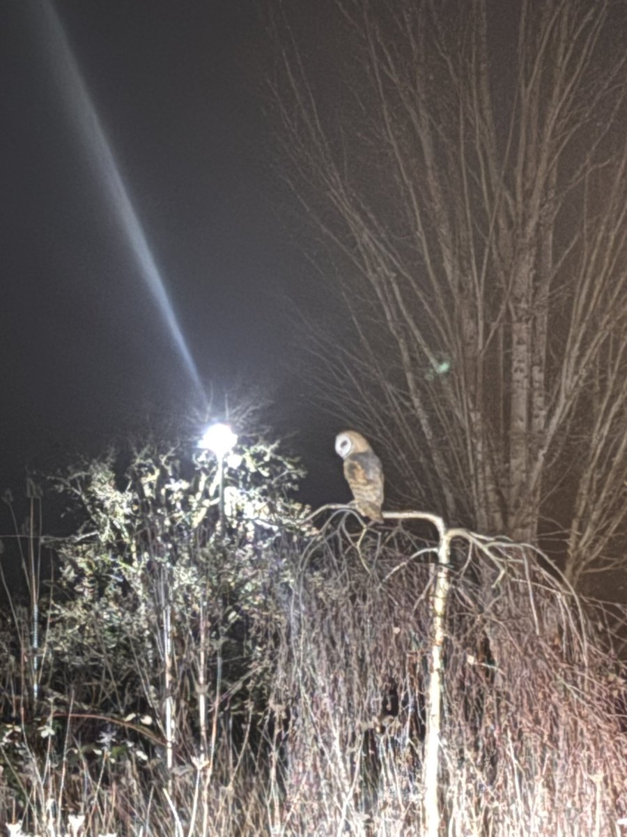 There's a owl at my apartment what do we name it?