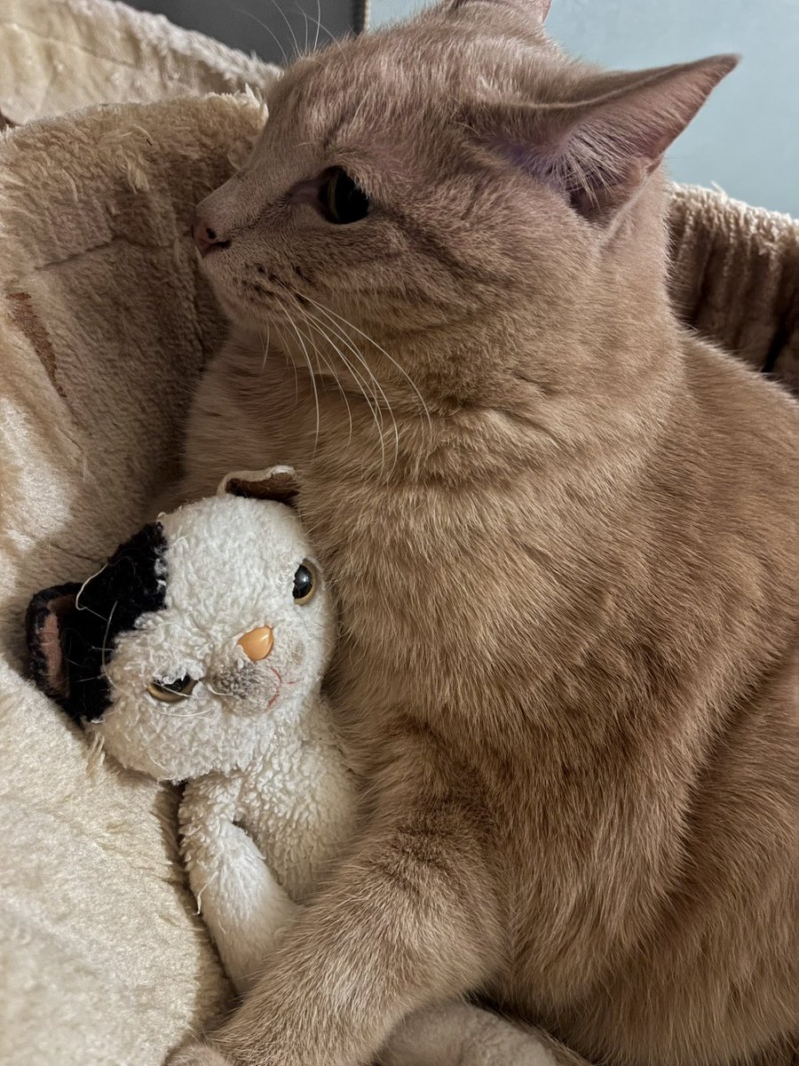 highway741's tweet photo. 何処に出かけて来たとしても
家に帰って来て愛猫達🐱の姿を見て
思いっきり撫でまくる〜❗️
までが"お出かけ"😊
昨日は
"キャノンボールラッシュ!!"2026最初のLIVE♬ 寒さ吹き飛ばす夜に感謝を込めて😊 https://t.co/YEkWMd0c1c