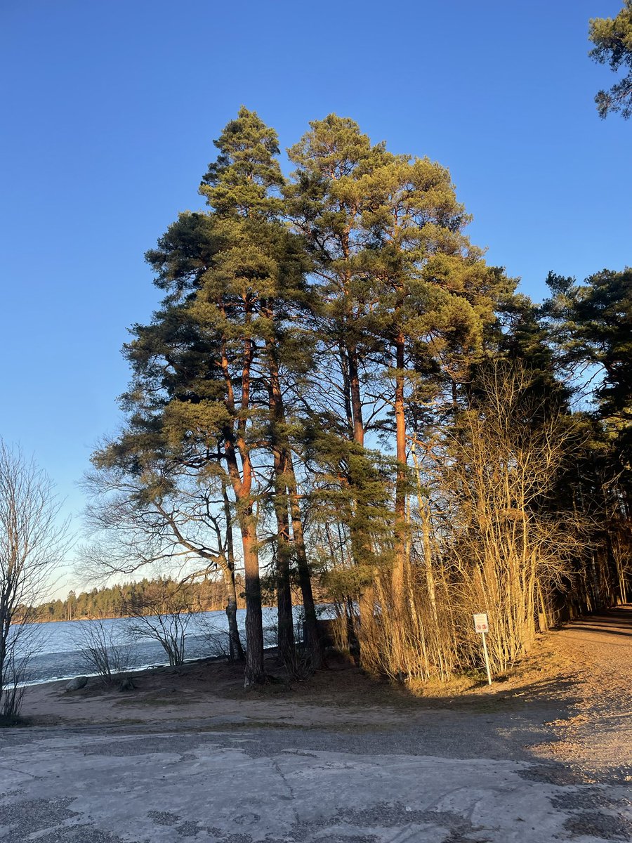 geraldseny's tweet photo. The beauty of the natural world lies in the details…🌳🌏

- Natalie Angier https://t.co/zFvHNmc0SY