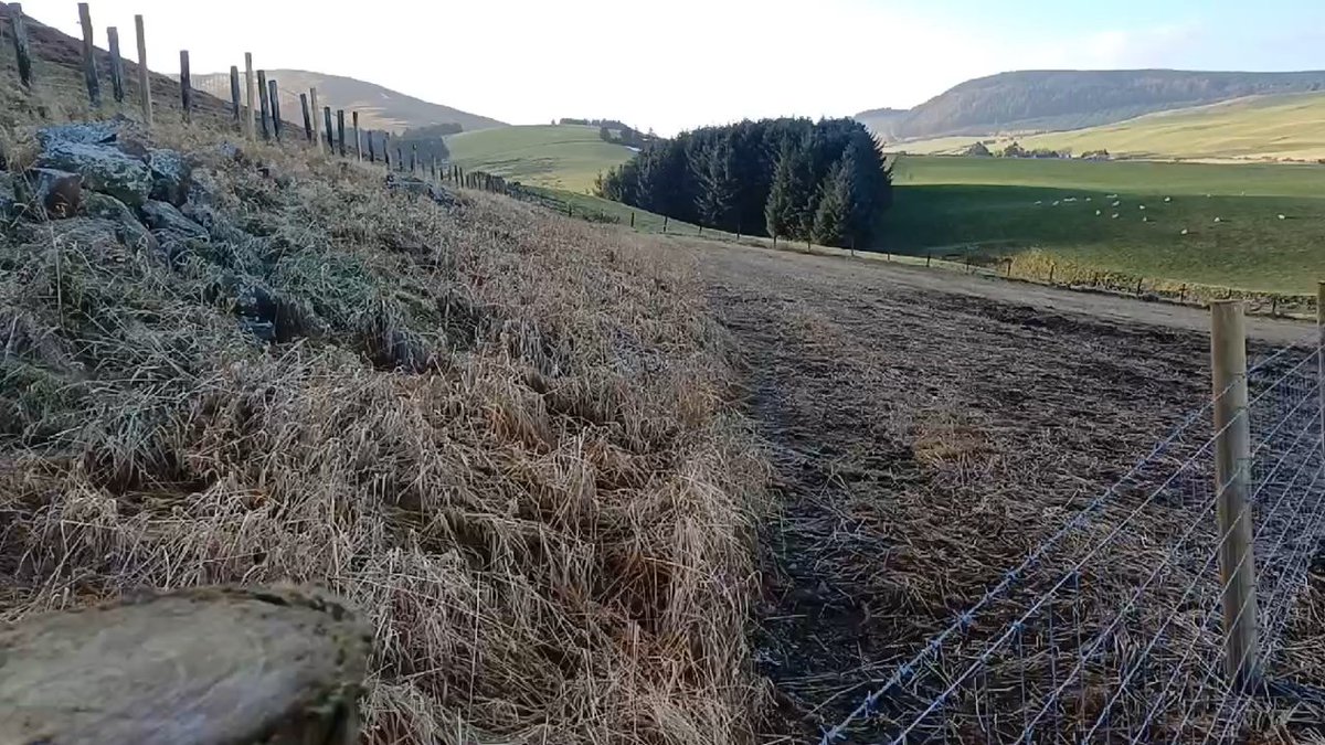 Scottish Forestry tweet media