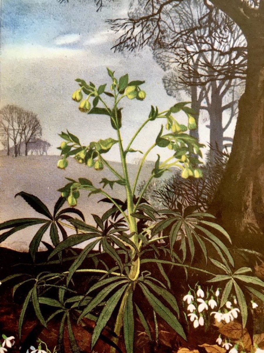 Hellebore and Snowdrop
‘Wild Flowers’ (1957)
Artists: Edith Hilder, Rowland Hilder