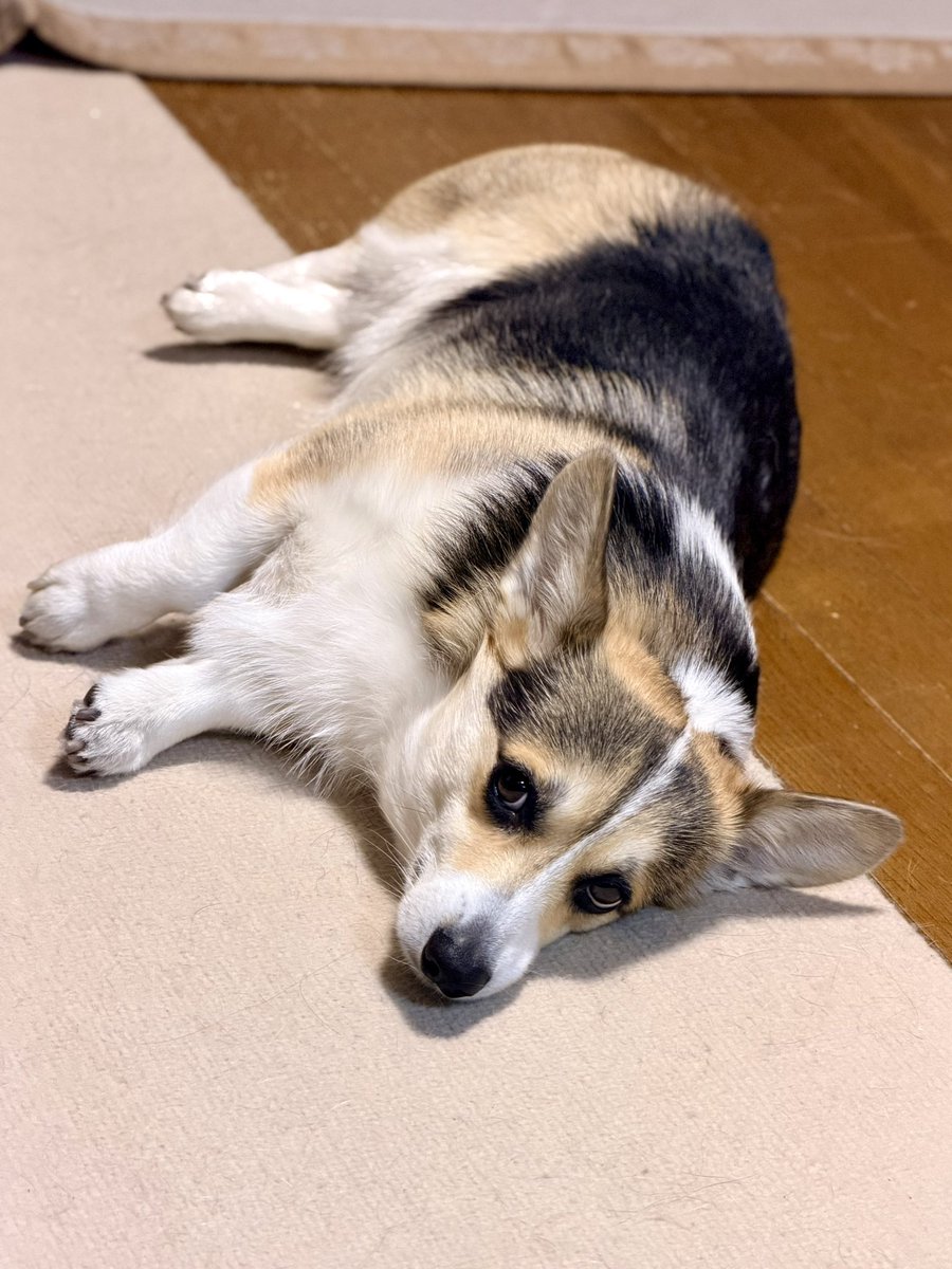 黒コーギーのロボさん (@juntan911rsr) / Posts / X