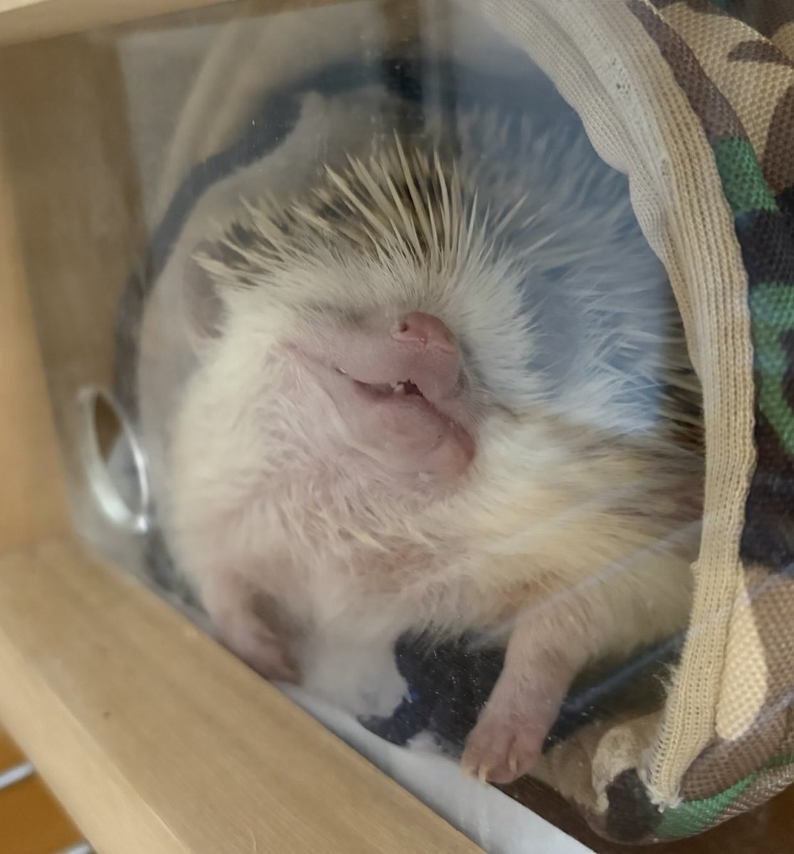 toxinum's tweet image. もうそろそろ起きる