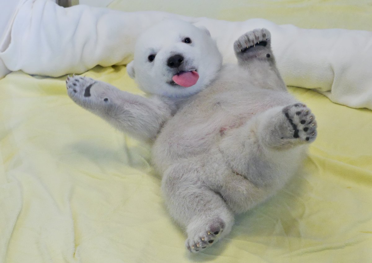 Post by まこっさん on X: 天使だ